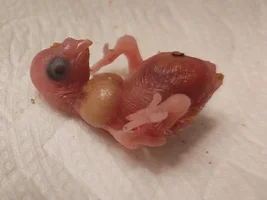 Raising Rocky, My Baby Budgie