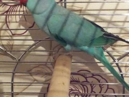new to this....help!!!
