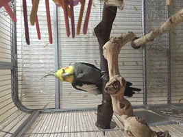 Old Cockatiel???