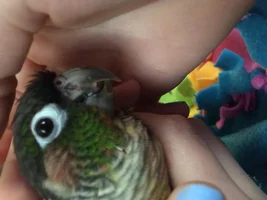 Please help.. something wrong with birds beak