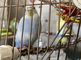 Budgie Diet - A Non-Exhaustive Guide