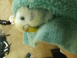 Budgie cere turning blue!