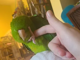 Budi Conure is MOCKING ME