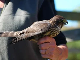 Will a Hawk attack a Macaw?