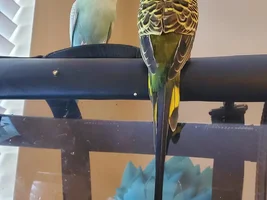 Bunch of cute Budgies