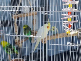 Both sunny and griffen passed away this morning