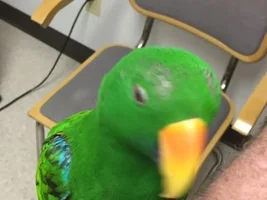 Feathers Missing on Head