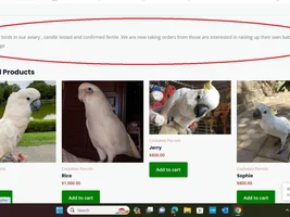 Wanted scarlet or green wing macaw (breeder preferably)