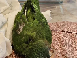 28 years old BCC almost permanent head tilt - dying?