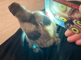 Ruptured air sac not healing
