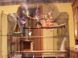 How many toys do you guys put in your parrots cage?