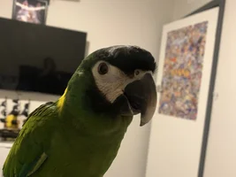 Need advice on cage size