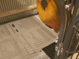 Bird Cage Cleaning (this will save you a ton of time) I promise!!!!
