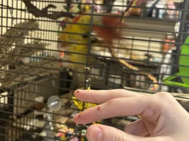 Bird and i keep scaring each other 😅