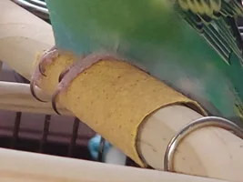 HELP please. Is this an early sign of Scaly Mites on my Budgie's feet?