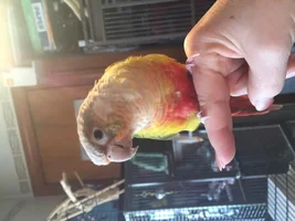 Possible Fall from top of cage?