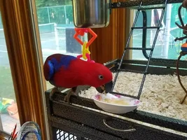 My newly re-homed eclectus girl, questions / concerns.