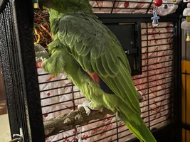 Help with Terrified Baby Amazon