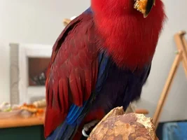 My eclectus is making a call she doesn't ususally, any insight?