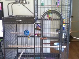 Help with cage for Eclectus