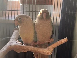 Need help with Conure breeding aviary
