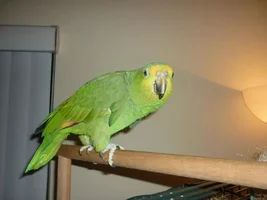Can anyone identify this amazon?