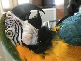 Advice ? Lumps on cheek