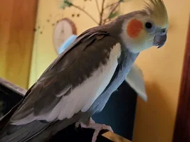 Texas Tiels Thread.
