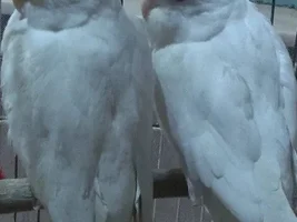 Hello, a big parrot family's mama speaking...