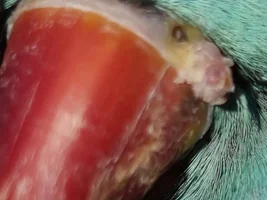 Growth on ringneck nose