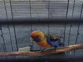 Hi everyone!