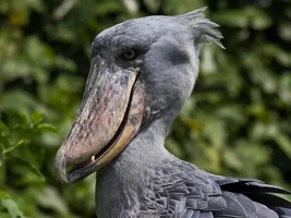 Can we Talk about Shoebills?
