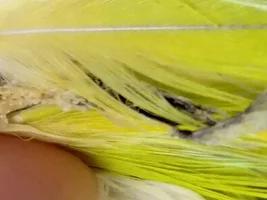 Blood looking bulb on base of budgie tail?