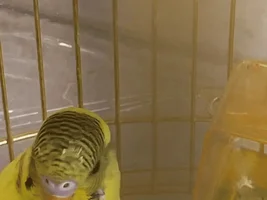 Male or female budgie