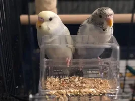 Sexing New Budgie