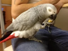 Malting or plucking?