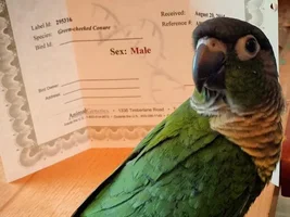 Conure's aggression worse every day. Desperate for help.