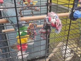 I wish to adopt a quaker... But.
