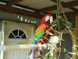 New Macaw Questions (pictures)