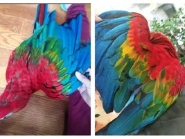 Bird breeder sold me the wrong macaw hybrid?