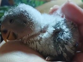 Lovebird chick not chirping