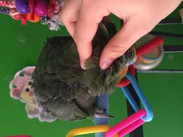 Just Adopted an OW!- Help with biting/taming?