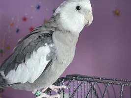 Parrot Runway!