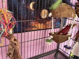 Fresh new cage setup!