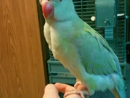 Socrates the young IRN