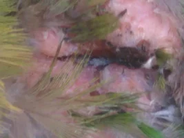 found injured love bird...help