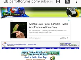 Parrotforums advertising fail