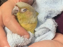 Birdie Baby Pictures