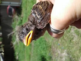 Baby Sparrow - Rescue