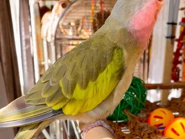 Let me turn your bird into a Poke'mon card!